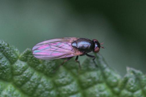 Réf. 279 351 : Calliopum sp.